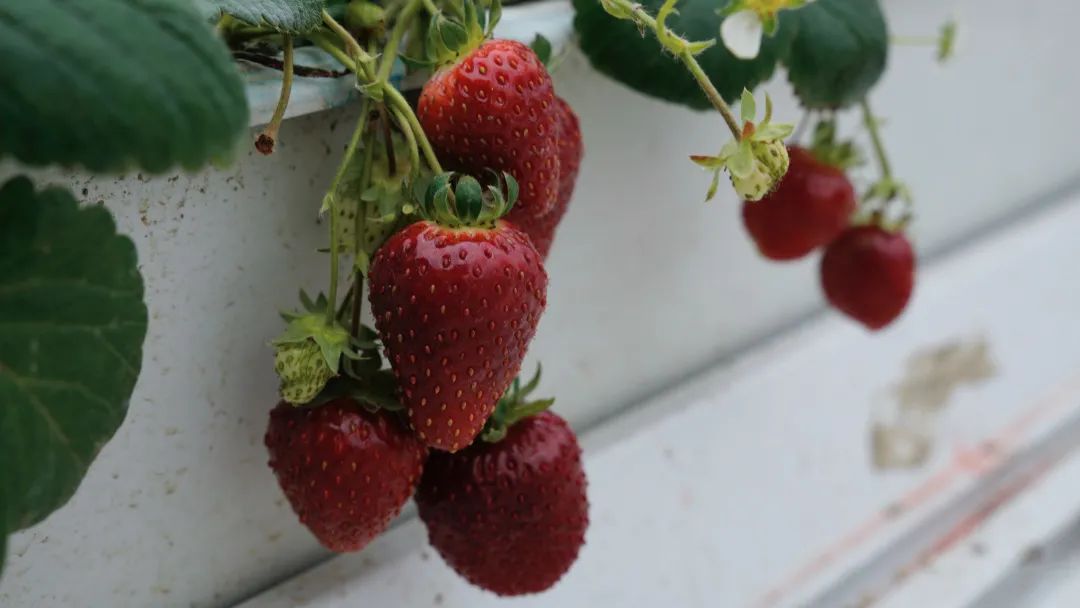 新品&ldquo;黑珍珠&rdquo;引人垂涎，白鹤草莓又添新成员
