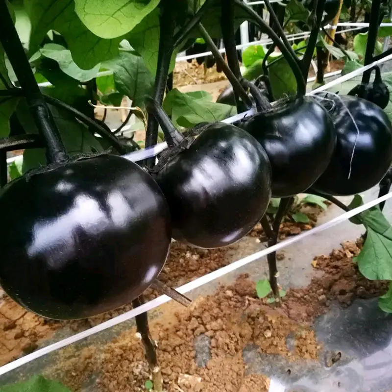 😲2024 New Variety🍆🖤Huge Black Round Eggplant Seeds
