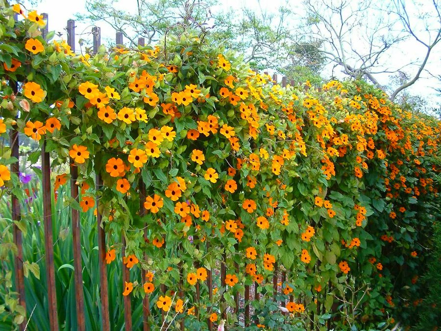 15 Black-Eyed Susan Vine Orange Thunbergia Seeds