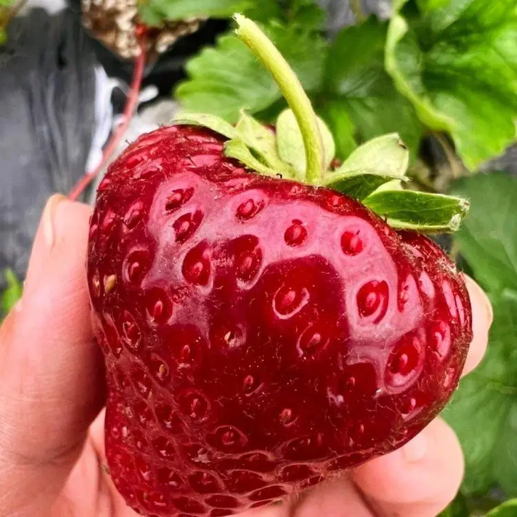 🥰New Variety✨🍓Black Pearl Strawberry Seeds