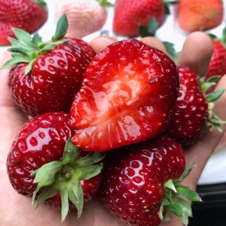 🥰New Variety✨🍓Black Pearl Strawberry Seeds