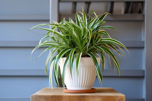 金边吊兰的养殖方法和注意事项- 土流网