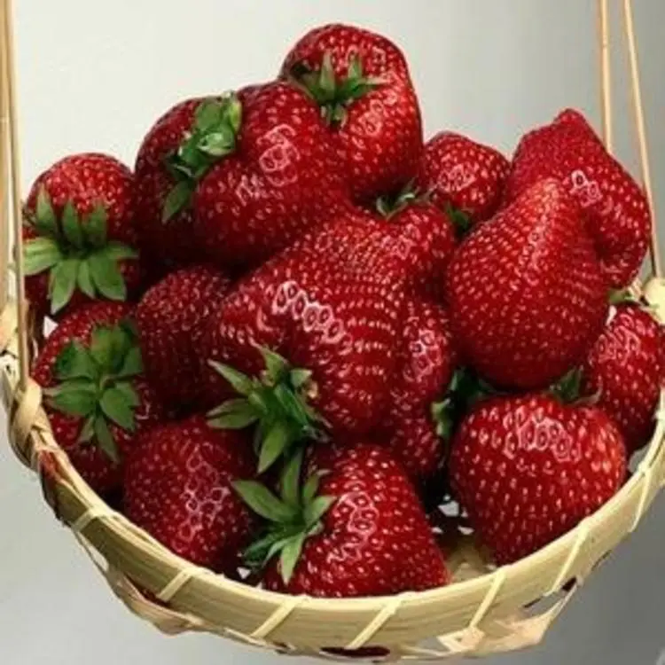 🥰New Variety✨🍓Black Pearl Strawberry Seeds