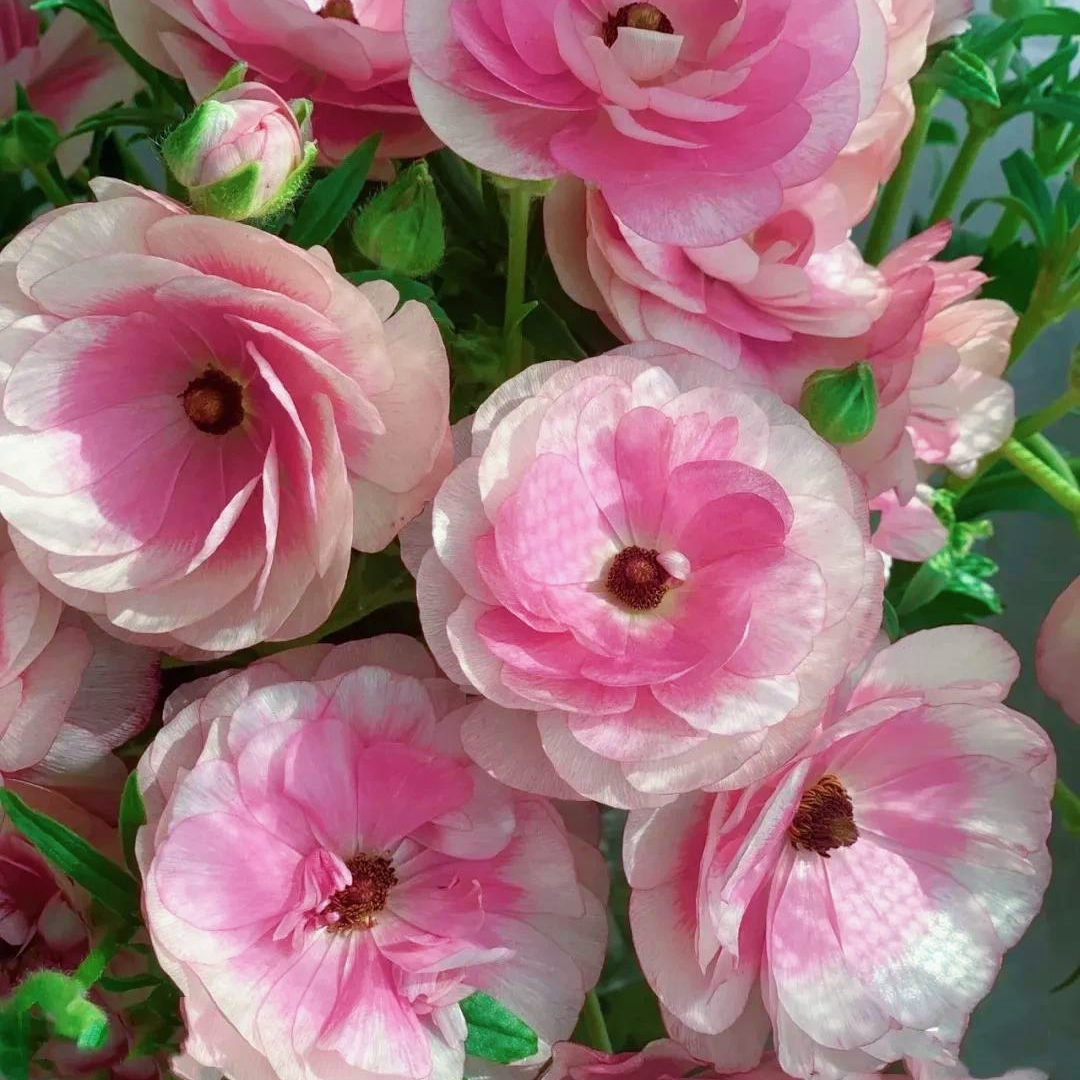 🦋Powdery Purple Butterfly Ranunculus