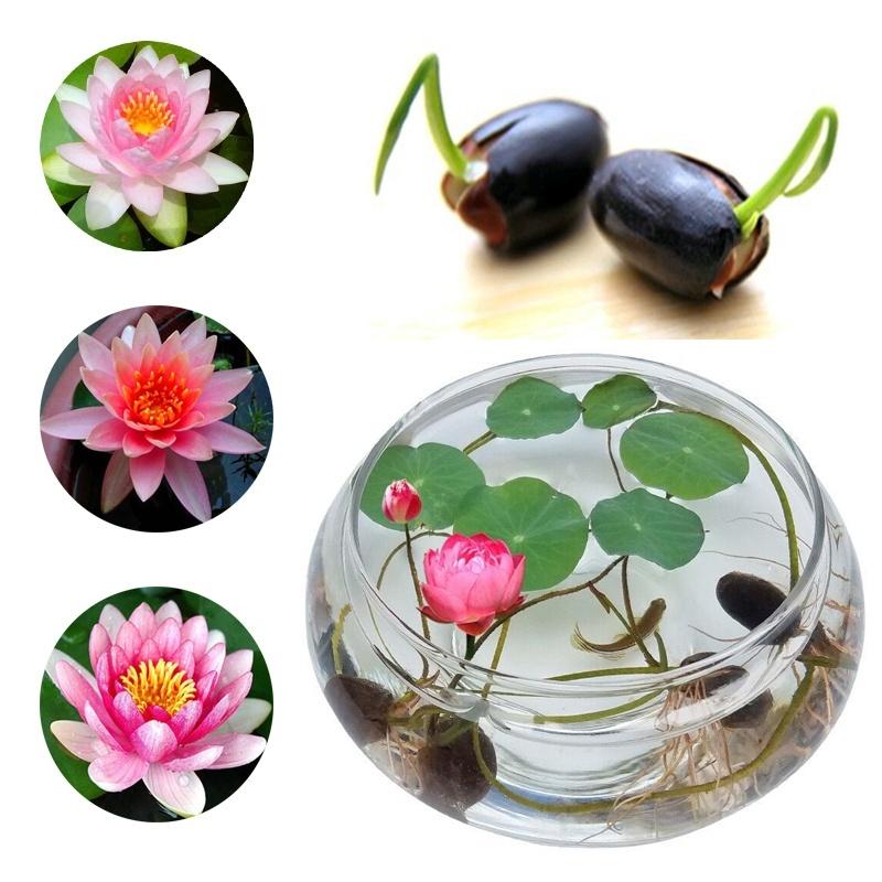 20/50/100Pcs The Premium Bonsai Lotus Flower Seeds