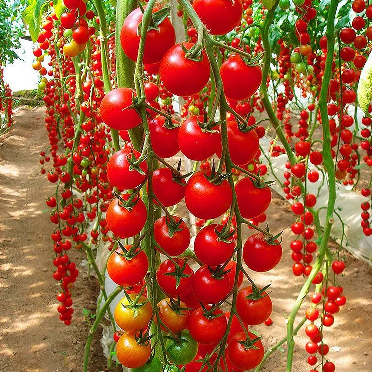 🤩🍅 Wasserfall kleine Tomatensamen