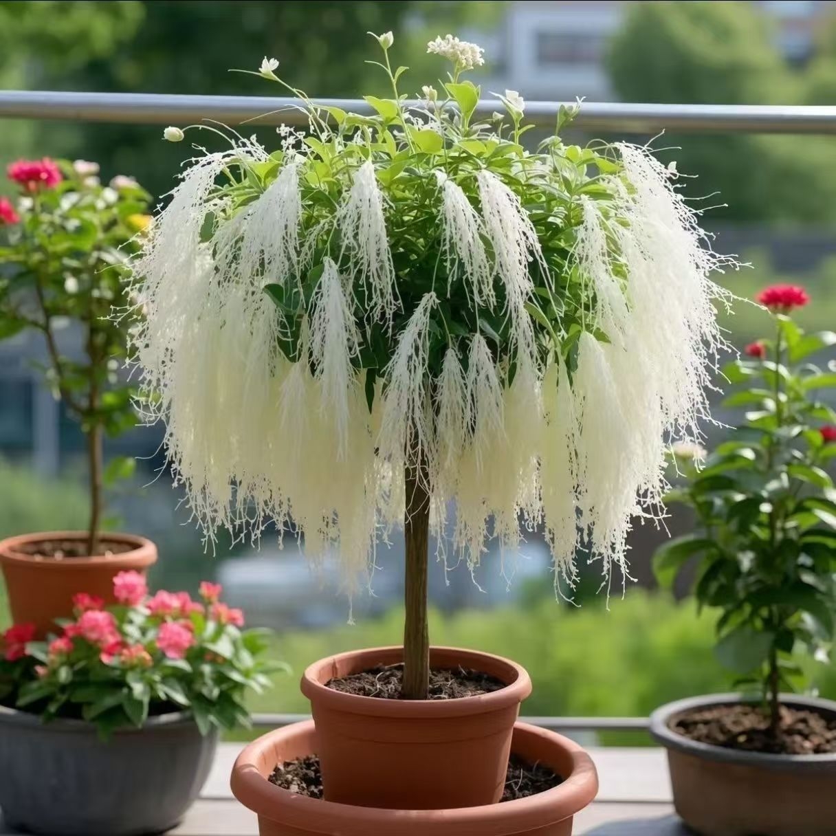 🌸All-Season Ornamental Fringe Tree Seeds for Pots