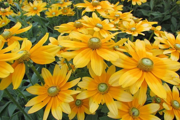 金光菊有毒吗,金光菊能不能吃-藤本月季网