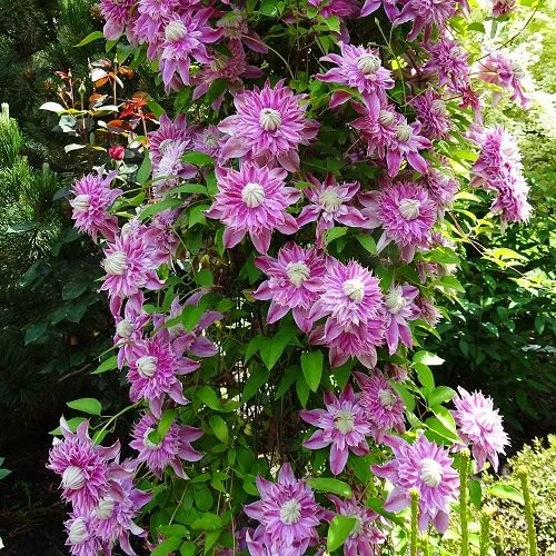 💐New for Spring 💫Taiga Clematis Seeds