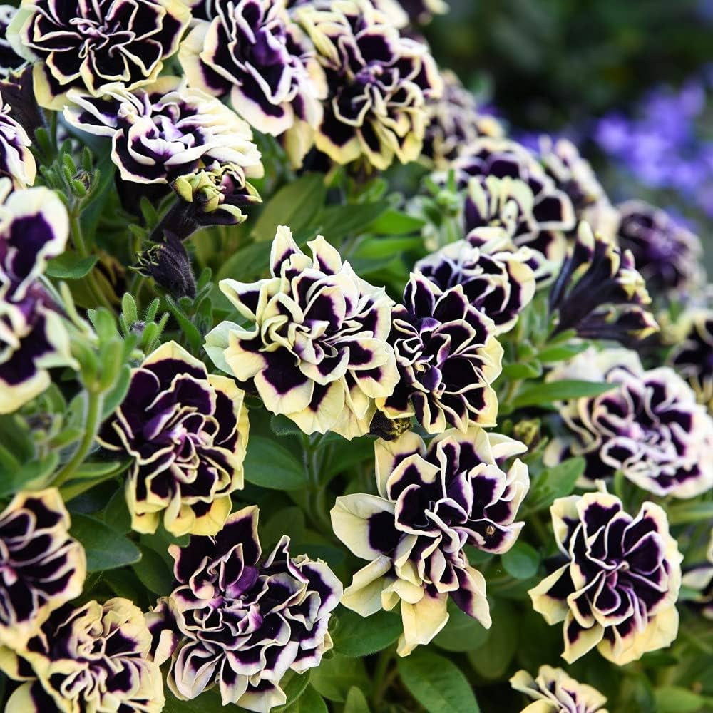 ✨🤩Hot Selling💐Rare Double Petunia Seeds