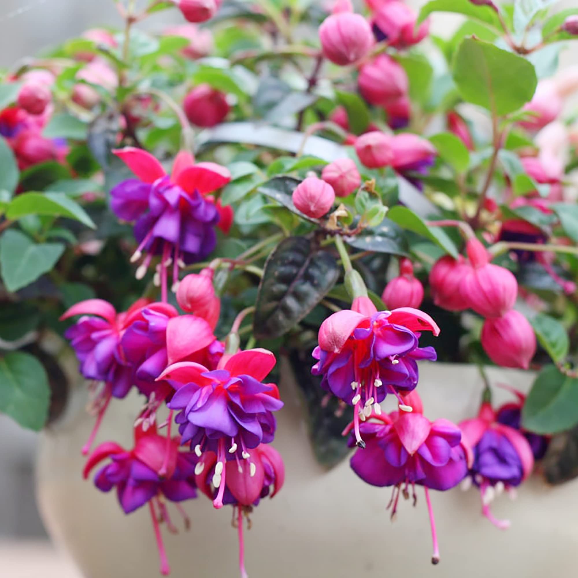 Amazon.com : Fuchsia 'Dark Eyes' Seeds Stunning and Vibrant Flowers  Ornamental Plants Unique Flower Coloration and Attractive Appearance  Hanging Baskets, Containers 100Pcs Flower Seeds by YEGAOL Garden : Patio,  Lawn & Garden