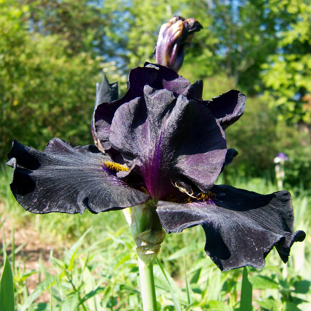 ✨Siberian iris Roots -Black Flowered🌼