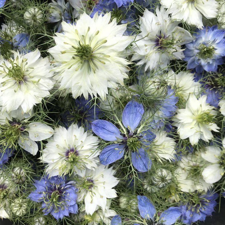 Love in a Mist Seeds - Miss Jekyll Double Mix