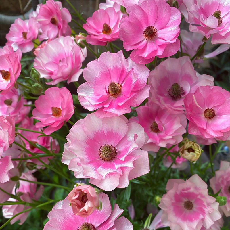 🦋Powdery Purple Butterfly Ranunculus