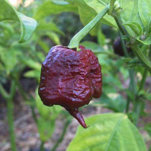 🔥Hot Winter Sale🔥Carolina Reaper Chocolate Chilli Seeds🌶️