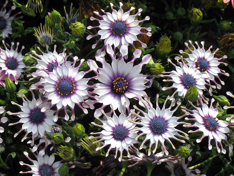 Osteospermum 'Whirlygig' | Flowers perennials, Plants, Perennials