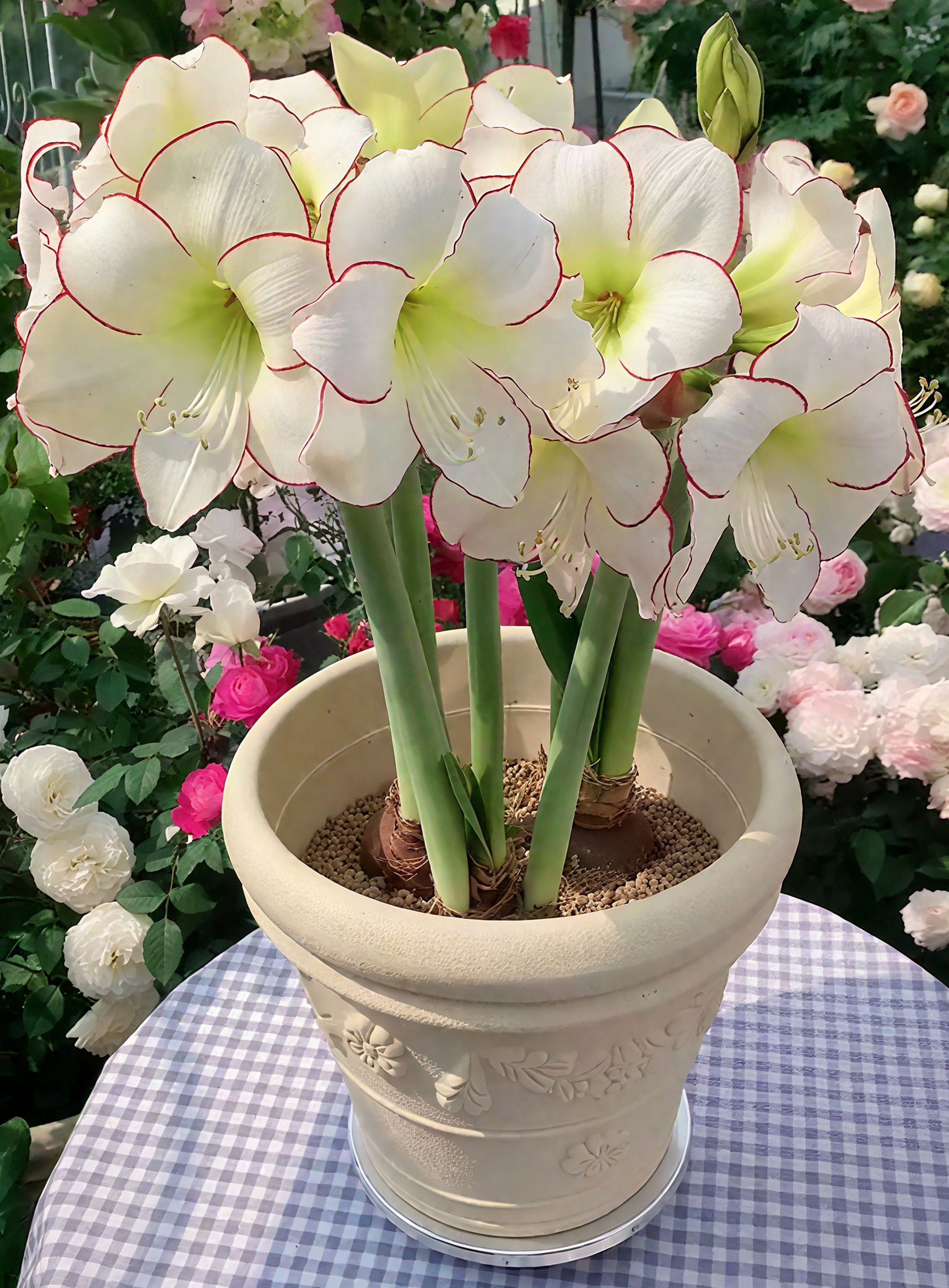 Double-Petaled Perfume Amaryllis Bulbs – The Queen of Flowers