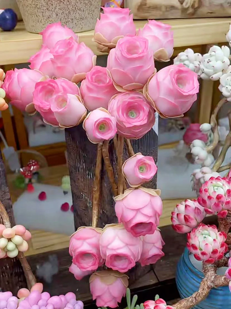 Mountain Roses Seeds (Greenovia)-Rare pink succulent