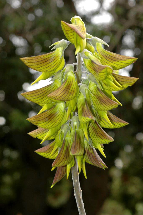 The Cyan Birdflower seeds, Regal Birdflower seeds✨🎉46% OFF