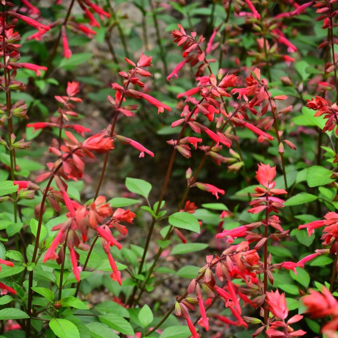 🐦"Hummingbird Carpet"🌸Epilobium garrettii – Rainbow Burst 🌈