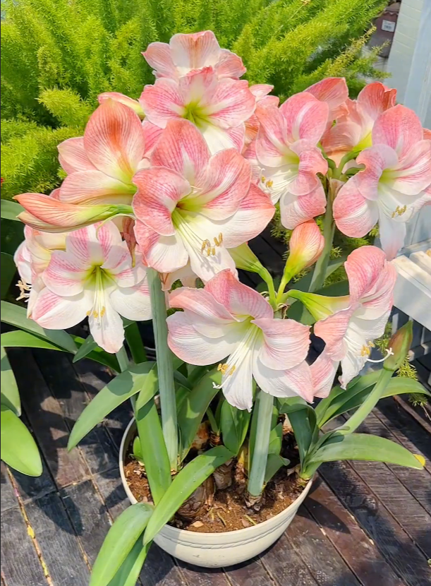 Double-Petaled Perfume Amaryllis Bulbs – The Queen of Flowers