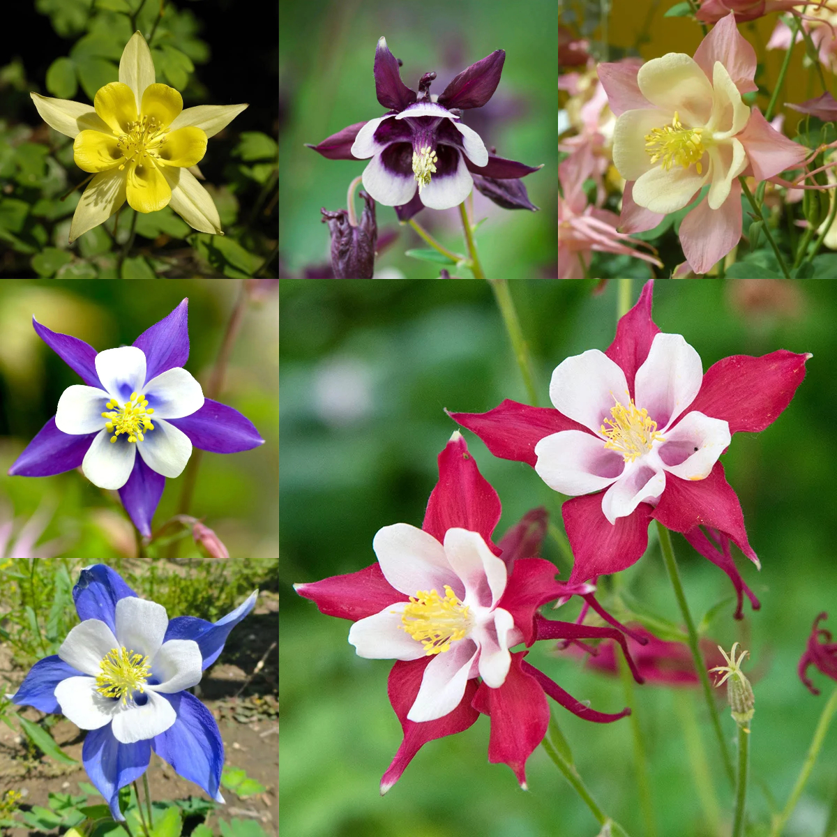 🐈‍⬛Cat's Paw Flower Seeds Columbine Seeds