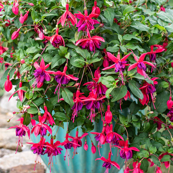 ✨2024 New❤️💜Fuchsia Trailing Dark Eyes Seeds