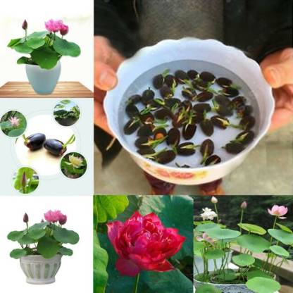 20/50/100Pcs The Premium Bonsai Lotus Flower Seeds