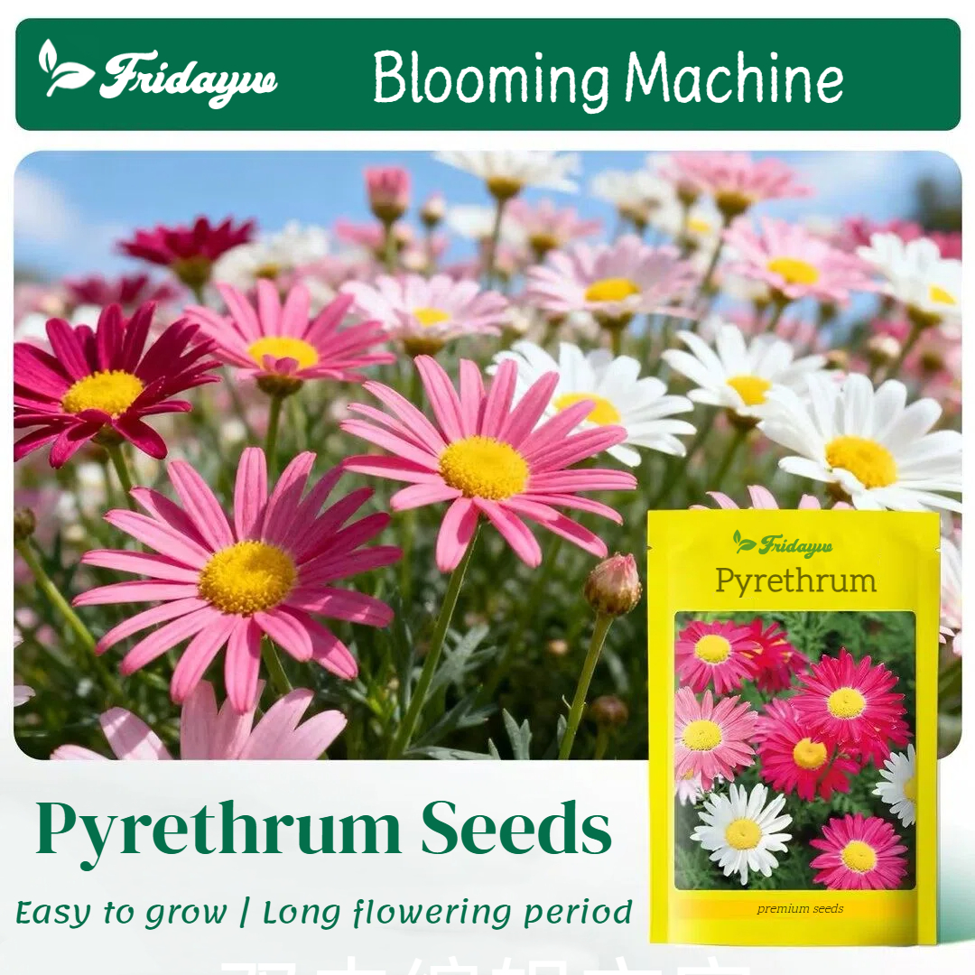 Pyrethrum Seeds – Natural Pest Defense!