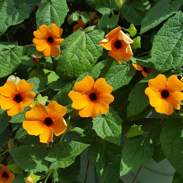 🌼✨Black Eyed Susan Vine Seeds