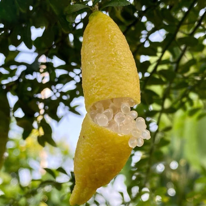 🎉 The Noble Among Lemons👑-Finger Lemon Seeds🍋