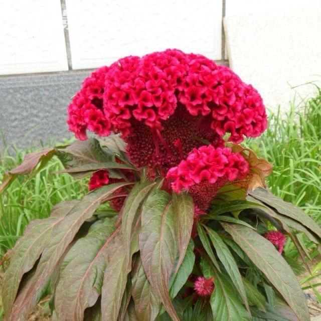 Colorful Cockscomb Seeds-- Easy to grow