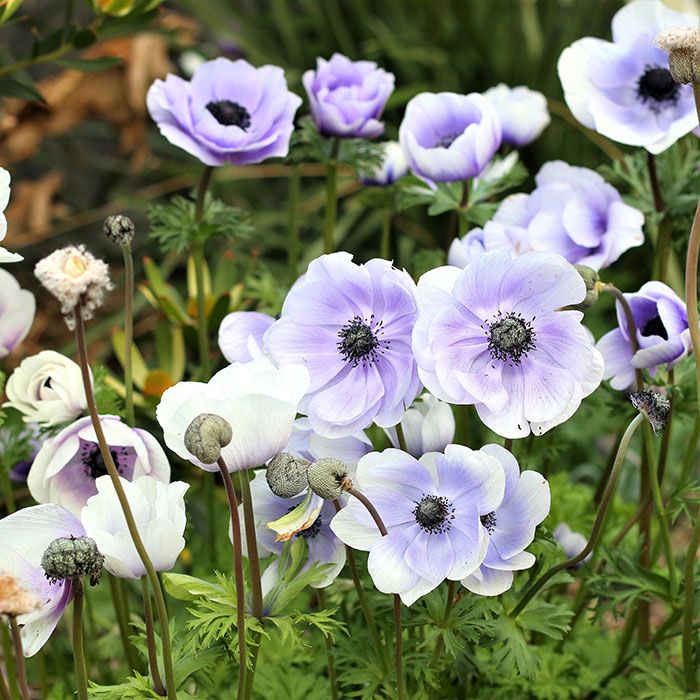Anemone Bulbs - Pastel Blue | Flower Bulbs | Eden Brothers | Bulb flowers,  Spring flowering bulbs, Spring plants