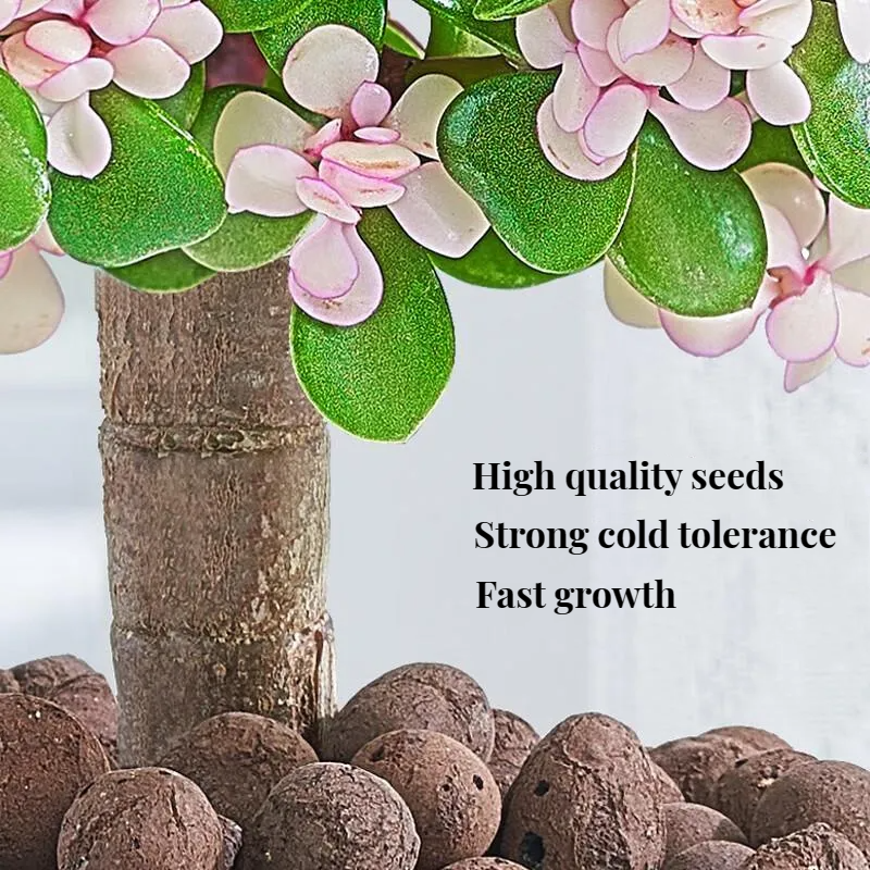 Golden branches, jade leaves seeds, succulent plants, rare varieties, large succulent flower seeds