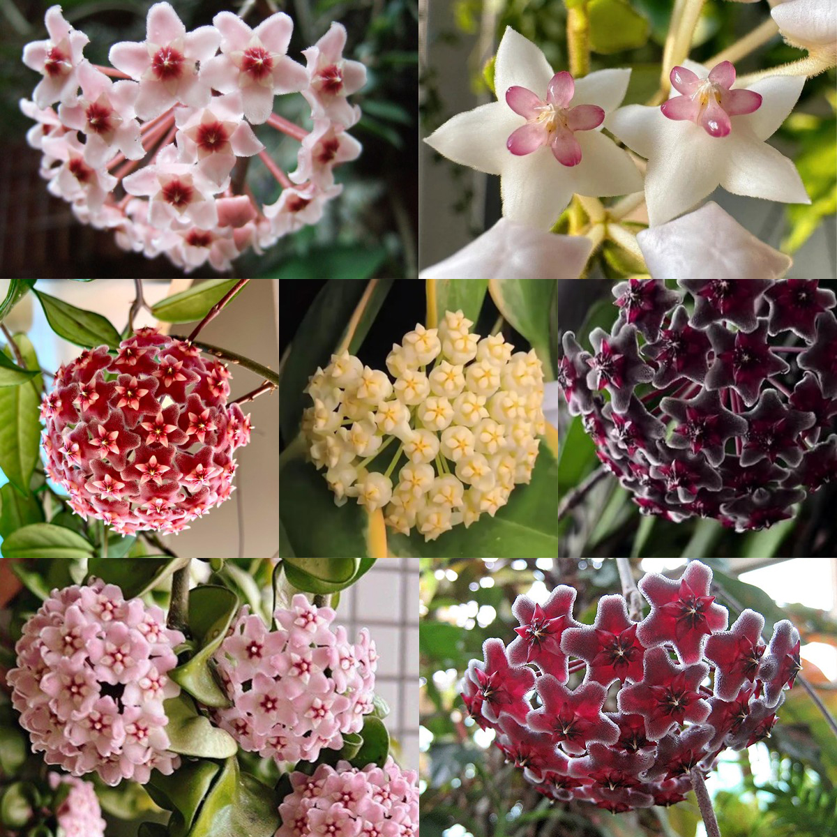 ✨Hoya Seeds- Stars falling from the sky✨