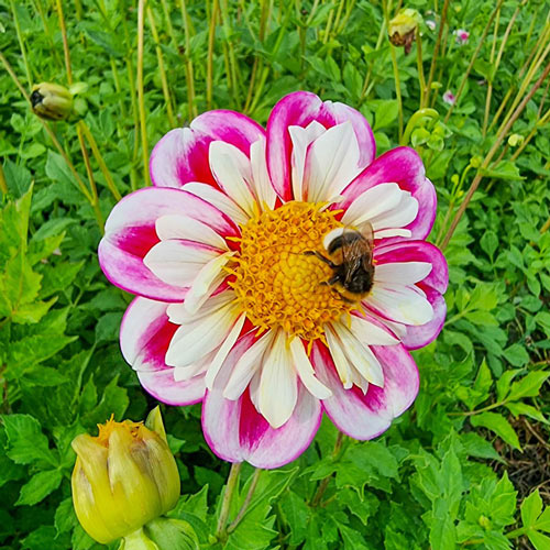 🤩Spring Special💐✨Dahlia ‘Bumble Rumble’ Seeds