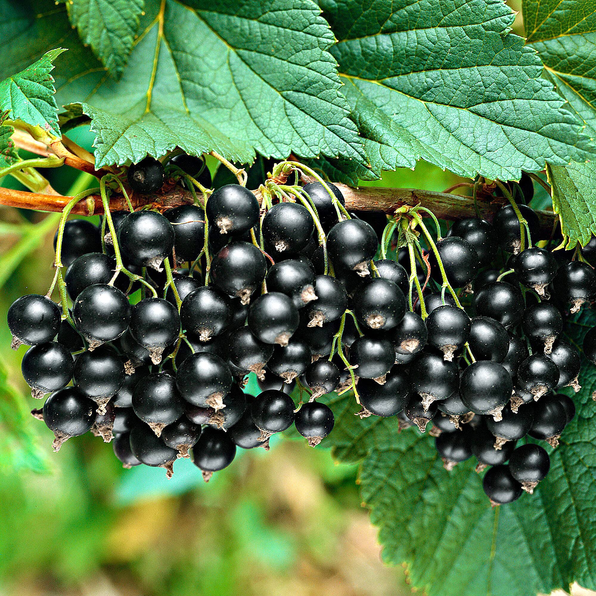 🎆Hot Sale🥂 The  Lantern Shaped Gooseberry Seeds🍒