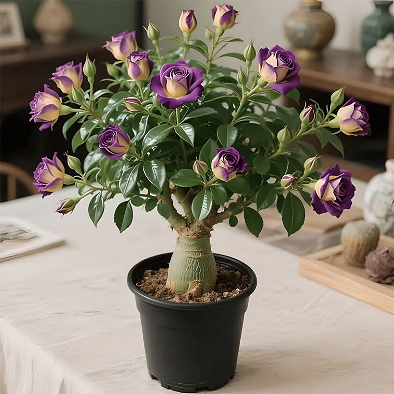 ✨Mixed Color Desert Rose