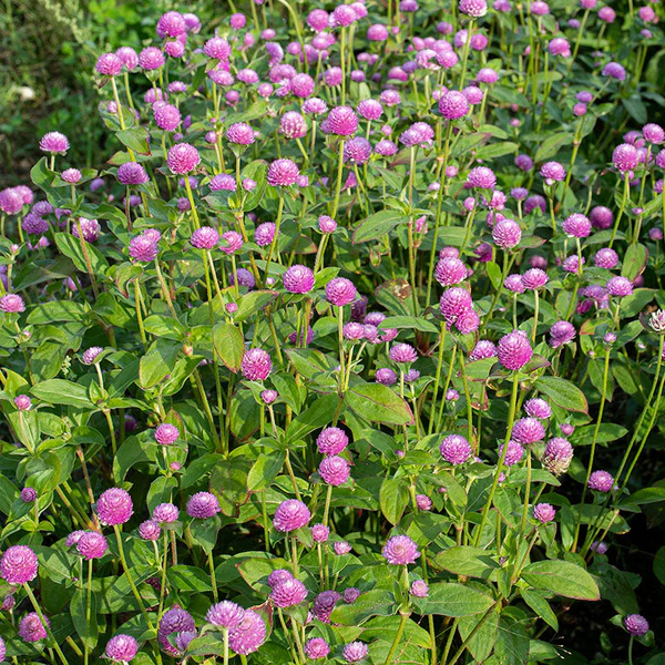 🤩New Arrival💐Gomphrena Globosa Seeds