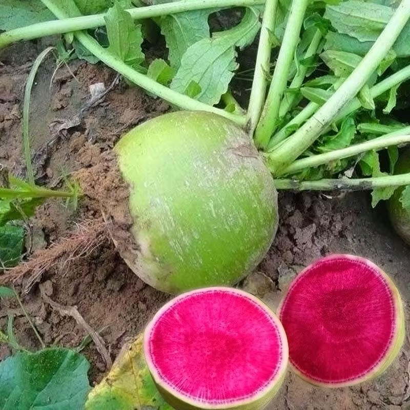 🍉Giant Fruit Radish Seeds🥕