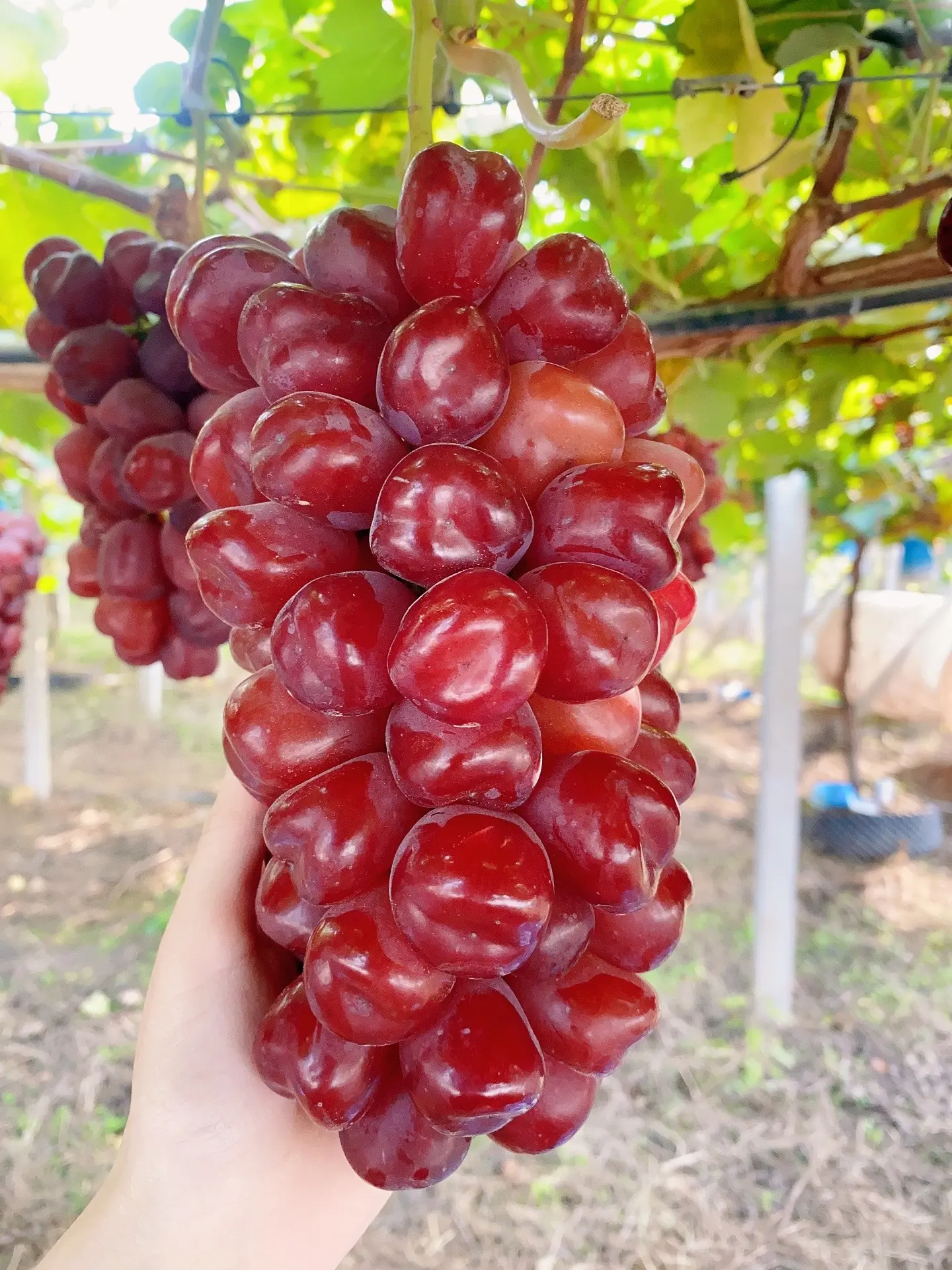 dimpled grapes