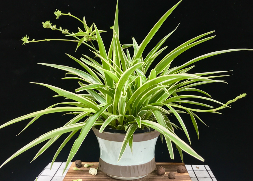 金边吊兰- 抖音百科