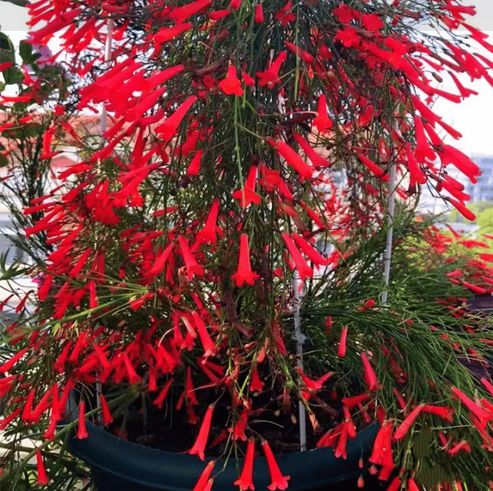 🐦"Hummingbird Carpet"🌸Epilobium garrettii – Rainbow Burst 🌈