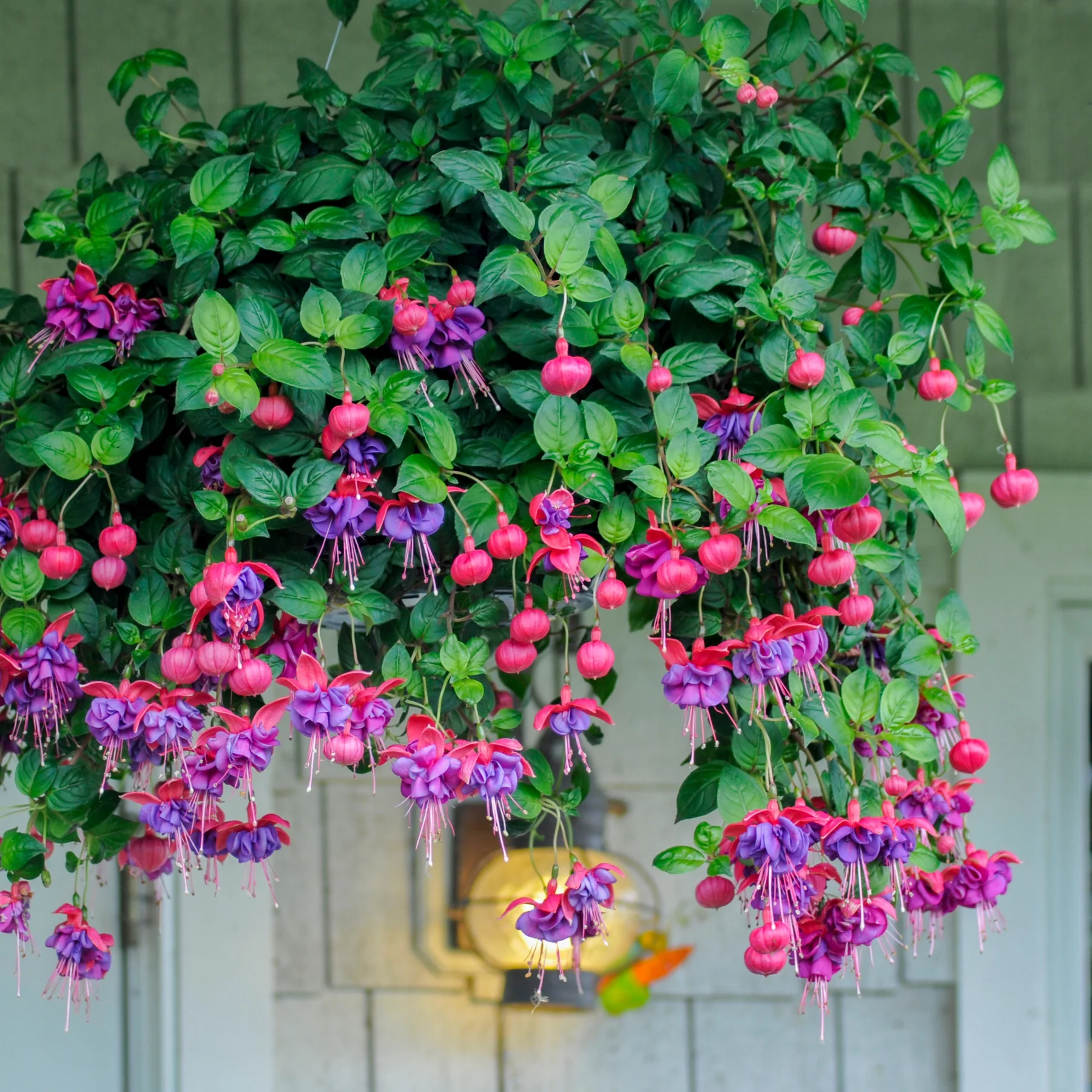 ✨2024 New❤️💜Fuchsia Trailing Dark Eyes Seeds