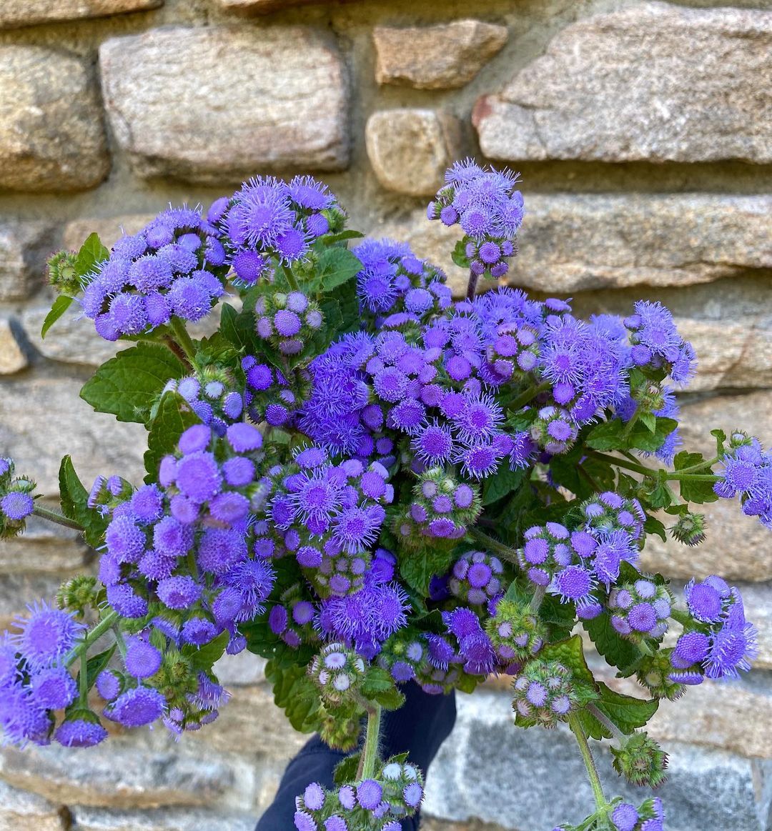 Buy Ageratum Blue Mink Seeds Online India - Mountain Top Seed Bank