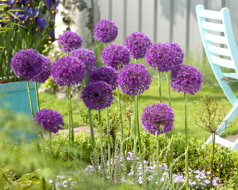 Alliums &ndash; Nature's Glorious Globes