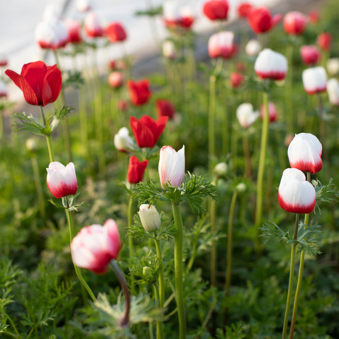 Anemone Jerusalem Red White &ndash; Floret Library