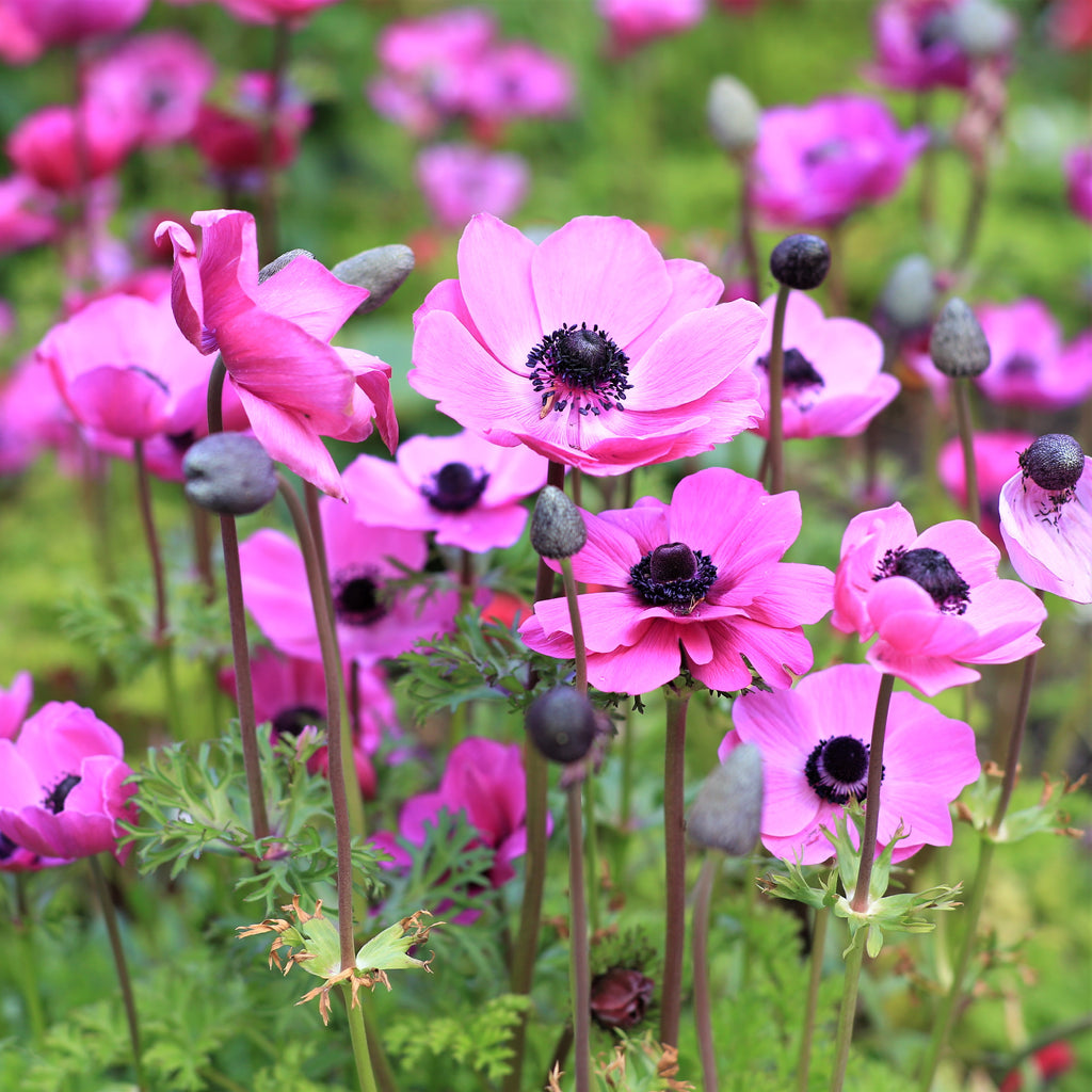 Anemone Rosea Bulbs | Pink Anemone with Black Center &ndash; Easy To Grow Bulbs