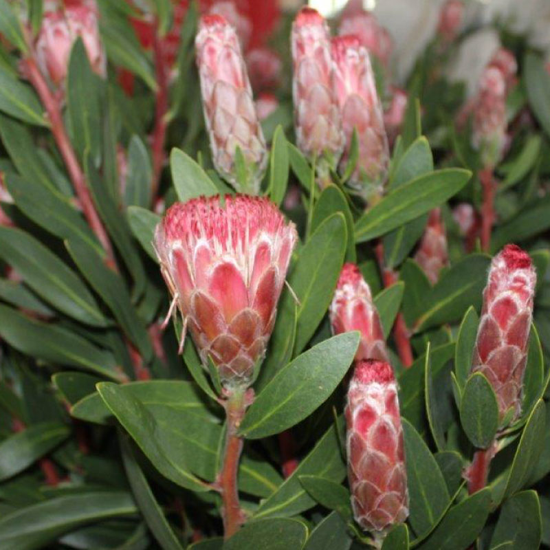 🍬Ayoba Little Lady Candy🍬🍬