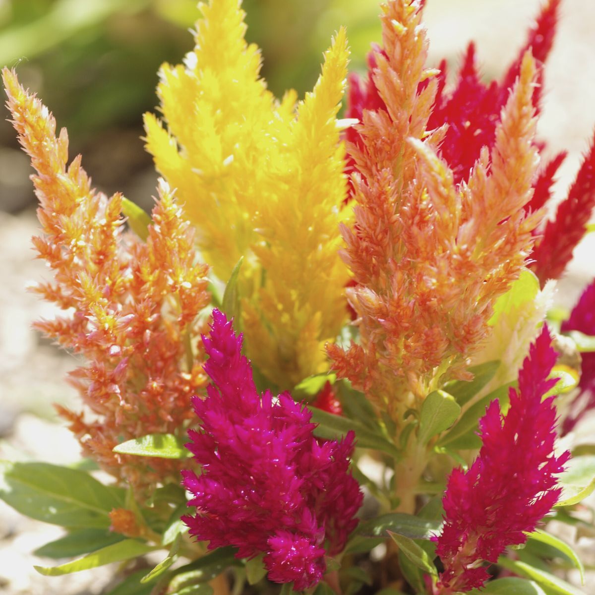 ✨Hot Selling🤩Mixed Pampas Plume Celosia Seeds